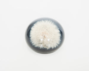 Dandelion Paperweight