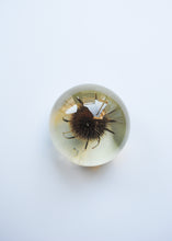 Load image into Gallery viewer, Teasel Paperweight
